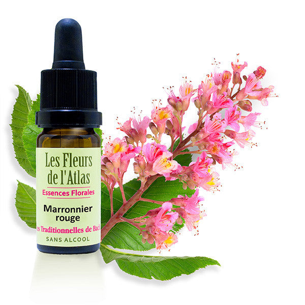 FLEUR DE BACH MARRONNIER ROUGE (RED CHESTNUT N° 25) – Complements.ma